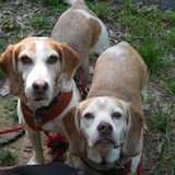 Entry image for Groot and Cosmo Kramer