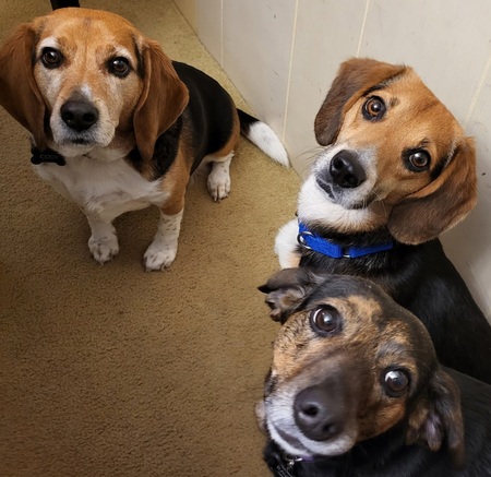 Entry image for Cody, Pip, Raven. Clicking this image will show a larger photo