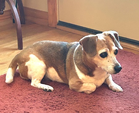 Entry image for Daisy. Clicking this image will show a larger photo