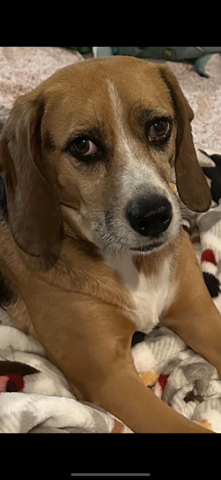 Entry image for Quinn Kelly ( BREW BEAGLE ADOPTED 2017 ) . Clicking this image will show a larger photo