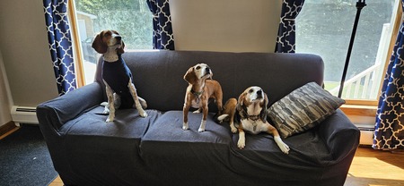 Entry image for Charlie, Snickers, Holly. Clicking this image will show a larger photo