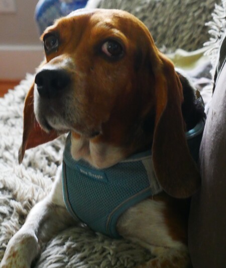 Entry image for Lady Applejack. Clicking this image will show a larger photo