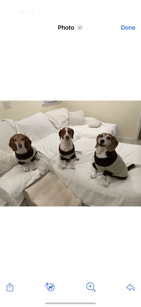 Entry image for Snoopie, Charlie , and Woodie. Clicking this image will show a larger photo