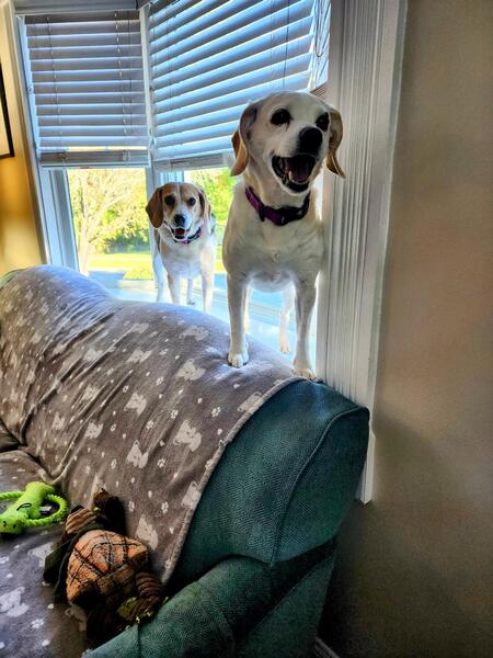 Entry image for Lollie and Nellie. Clicking this image will show a larger photo