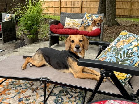 Entry image for Darcy & Fitz. Clicking this image will show a larger photo