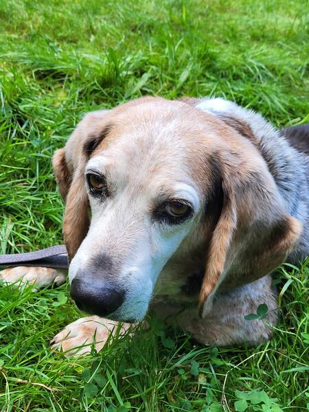 Entry image for Bubzik. Clicking this image will show a larger photo