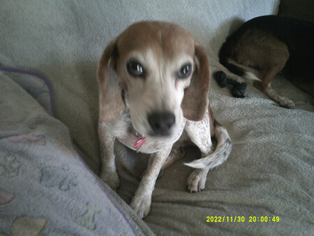 Entry image for Molly. Clicking this image will show a larger photo