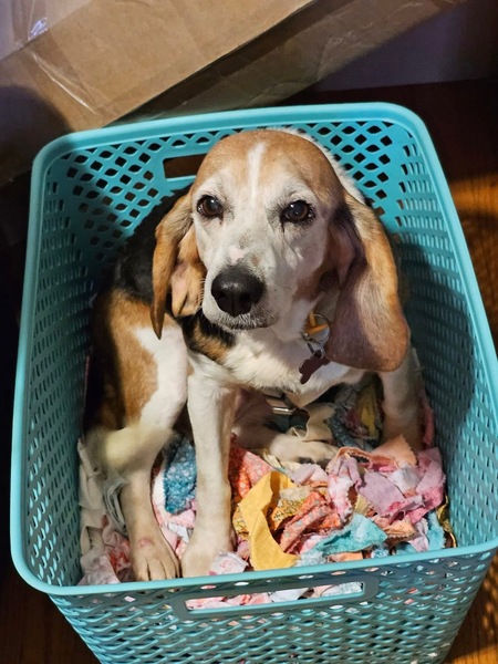 Entry image for Aaliyah. Clicking this image will show a larger photo