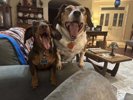 Entry image for midget. Clicking this image will show a larger photo