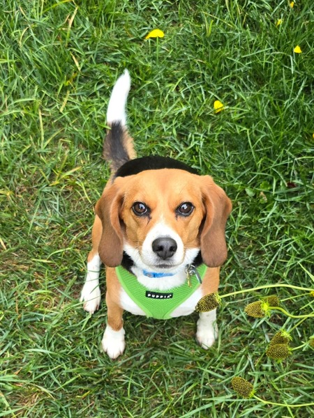 Entry image for Olive. Clicking this image will show a larger photo