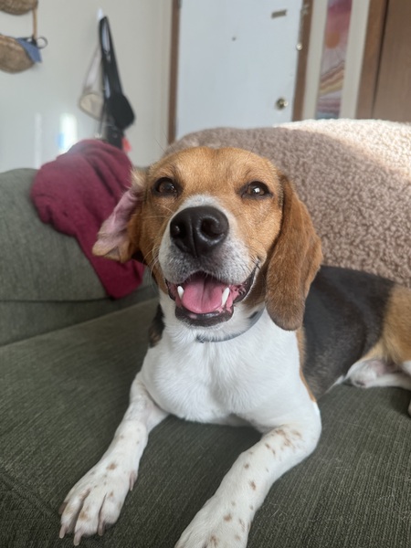 Entry image for Rocky. Clicking this image will show a larger photo