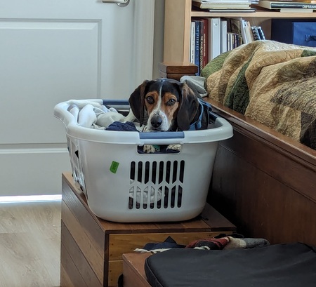 Entry image for Charlie. Clicking this image will show a larger photo