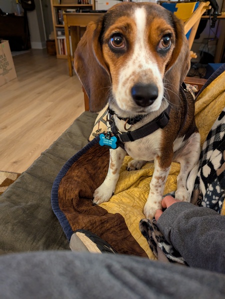 Entry image for Emma begging. Clicking this image will show a larger photo