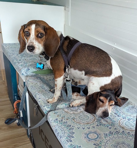 Entry image for Emma sitting. Clicking this image will show a larger photo