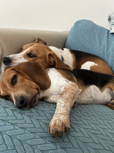 Entry image for Loki and Demus DaNoodle. Clicking this image will show a larger photo