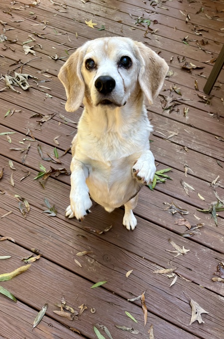 Entry image for Watson. Clicking this image will show a larger photo