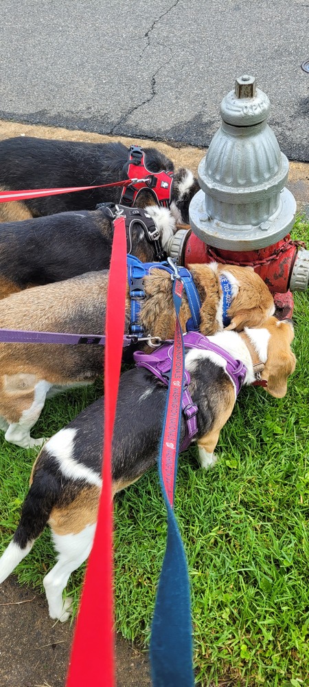 Entry image for Cyrus, Winnie, Monroe, Deysi (top to bottom). Clicking this image will show a larger photo