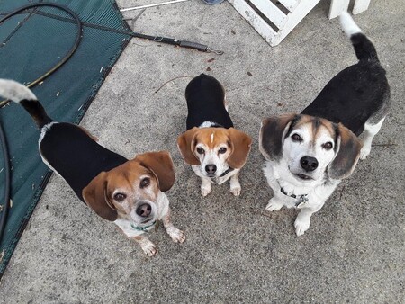 Entry image for Queso, Teaka, Dante. Clicking this image will show a larger photo