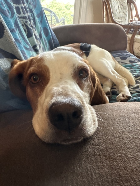 Entry image for Scooter. Clicking this image will show a larger photo