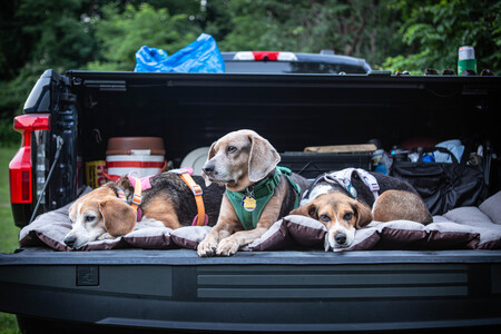 Entry image for From left to right: Parsnip (BREW), Rhubarb (rescue), Olive (BREW). Clicking this image will show a larger photo