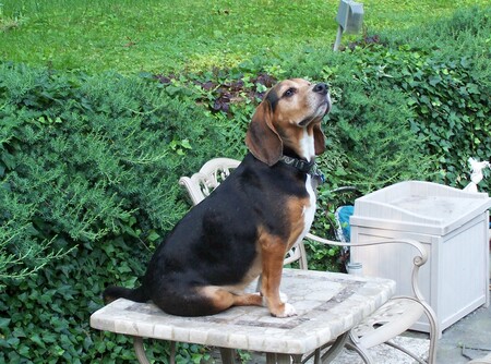 Entry image for Coffee Bean. Clicking this image will show a larger photo