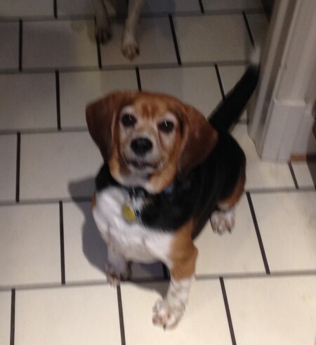 Entry image for Finn Wilbur. Clicking this image will show a larger photo