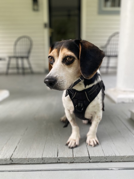 Entry image for Rohan. Clicking this image will show a larger photo