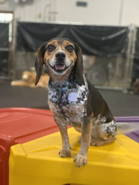 Entry image for Charlie. Clicking this image will show a larger photo