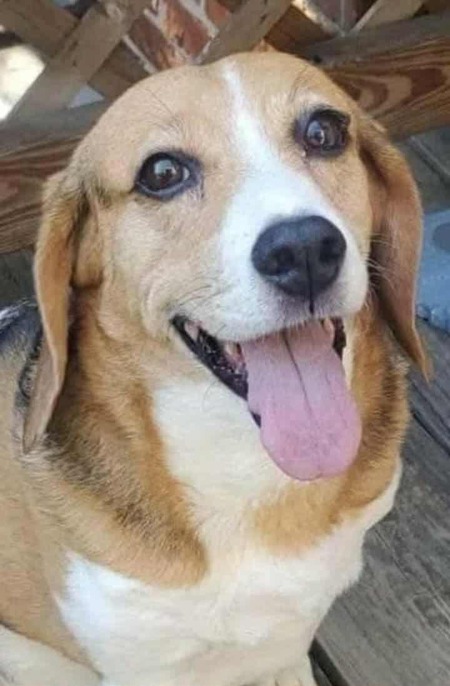 Entry image for Bella. Clicking this image will show a larger photo