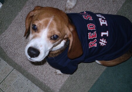 Entry image for Baxter. Clicking this image will show a larger photo