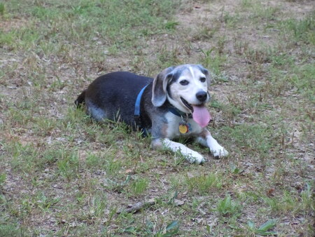 Entry image for Tris . Clicking this image will show a larger photo