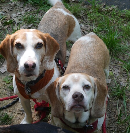 Entry image for Groot and Cosmo Kramer. Clicking this image will show a larger photo