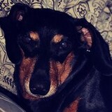 Entry image for Daisy