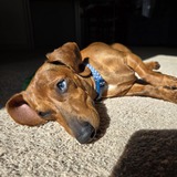 Entry image for Lenny