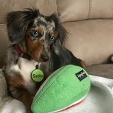 Entry image for Sadie