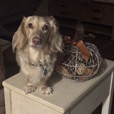 Entry image for Gunner 