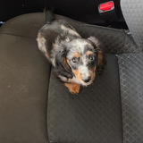 Entry image for Hank