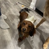 Entry image for Gracie 
