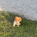 Entry image for Biscuit