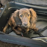 Entry image for Biscuit 
