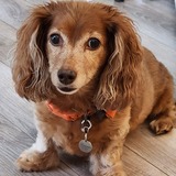 Entry image for Maggie