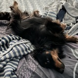 Entry image for Bandit