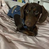 Entry image for Rocket