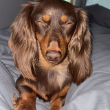 Entry image for Teddy