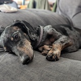 Entry image for Ollie 