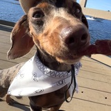 Entry image for Whiskey 