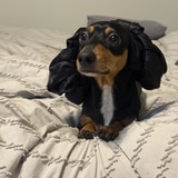 Entry image for Oscar Meyer Lemon