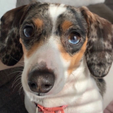 Entry image for Flora