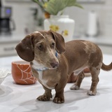 Entry image for Huckleberry 