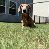 Entry image for Frankie